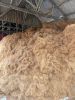 Cocofiber / Coir Fibre