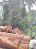 Tali, Azobe, Bilinga, Doussie, Doussie,Okan, padouk, Iroko, okoume,  palo rosa, square logs and round logs 