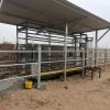 EID Cattle Weigh Crate