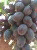 Fresh Grapes 