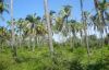 Green coconuts