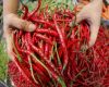 Spices Chili