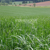 Kohenoor Ryegrass Seed - Boost Forage Quality and Milk Production