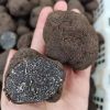 Black Truffles Wild Fresh Truffles +22gr size 4-5cm