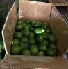 Fresh Limes, Quality Green Limes, Fresh Seedless limes, Fresh Citrus Fruits