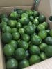 Fresh Limes, Quality Green Limes, Fresh Seedless limes, Fresh Citrus Fruits