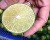 Fresh Limes, Quality Green Limes, Fresh Seedless limes, Fresh Citrus Fruits