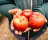 Quality Fresh Peaches, Fresh Plums, Fresh Nectarine, Yellow Peaches, Yellow Nectarine