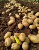 Fresh Potato, Russet Potato, Sweet Potatoes, French Fries, Frozen Potato Fries