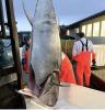 Wild Bluefin Tuna