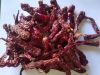 Chilli