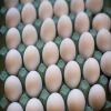 Wholesale Broiler Hatching Eggs Ross 308 and Cobb 500 and Fresh Chicken Table Eggs Discount Price