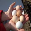 Wholesale Broiler Hatching Eggs Ross 308 and Cobb 500 and Fresh Chicken Table Eggs Discount Price