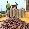 Premium Dried Cocoa Beans - Buy High-Quality Cocoa in Bulk| Cocoa Bean Stock 