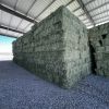 Quality Alfalfa Hay/Timothy Hay and Bermuda Hay Stock|