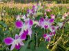 Dendrobium Anina Orchid Stem (Pink Color)