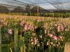 Dendrobium Anina Orchid Stem (Pink Color)