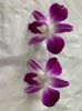 Dendrobium Sonia Orchid Loose Bloom (Red Color) 