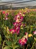 Dendrobium Sonia Orchid Loose Bloom (Red Color) 