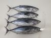 Skipjack Tuna