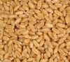 HARD DURUM WHEAT NON-G...