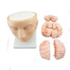 Plastic PVC Anatomical Head Model with Arteries Skeleton Specimen for Nurse Training in Medical Science