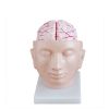 Plastic PVC Anatomical Head Model with Arteries Skeleton Specimen for Nurse Training in Medical Science