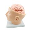 Plastic PVC Anatomical Head Model with Arteries Skeleton Specimen for Nurse Training in Medical Science