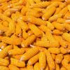 Agricultural Product Bulk Grain Yellow Dried Corn Kernels Dried Maize Dried Yellow Corn with Competitive Price