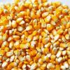 High Quality White Corn, Yellow Corn, Non GMO Yellow Corn /Yellow corn maize For Sale