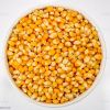 High Quality White Corn, Yellow Corn, Non GMO Yellow Corn /Yellow corn maize For Sale