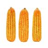 Agricultural Product Bulk Grain White Dry Corn Dried Maize Dry White Corn with Competitive Price Animal and Human Consumption