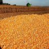 Agricultural Product Bulk Grain White Dry Corn Dried Maize Dry White Corn with Competitive Price Animal and Human Consumption