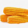 Sweet Yellow Corn Kernel Bulk Price