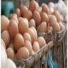 Buy Brown/White Chicken Table Eggs With Delicious Taste, Bulk Farm Fresh Chicken Table Eggs Quality Cheap In Stock Fair Price