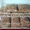 Factory wholesale Natural Pine Wood Cat Litter Fast Clumping Pellets