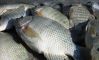 Best Frozen Fish, Frozen Tilapia, Frozen Tilapia Fillets,