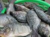 Best Frozen Fish, Frozen Tilapia, Frozen Tilapia Fillets,