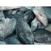 Top quality frozen Tilapia fish of frozen fish