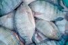 Seafood Fresh Frozen Red Tilapia Fish Red Snapper Tilapia Fish