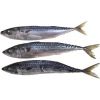 Frozen IQF Fish Salmon...