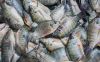 Top quality frozen Tilapia fish of frozen fish