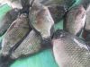 Seafood Fresh Frozen Red Tilapia Fish Red Snapper Tilapia Fish