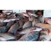 Top quality frozen Tilapia fish of frozen fish