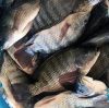 Best Frozen Fish, Frozen Tilapia, Frozen Tilapia Fillets,