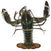 Seafood Fresh and Frozen Lobster, Frozen Lobster, Frozen Lobster Tails, Canadian Fresh Lobsters