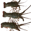 Seafood Fresh and Frozen Lobster, Frozen Lobster, Frozen Lobster Tails, Canadian Fresh Lobsters