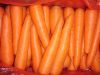 Carrot
