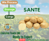 Fresh Potatoes