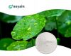 Centella Asiatica Extr...